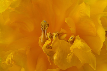 Macro photo of a yellow tulip