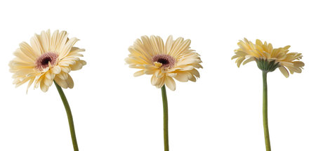 Macro of a white gerbera on a white backgroundの写真素材