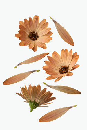 Yellow daisies isolated on white backgroundの写真素材