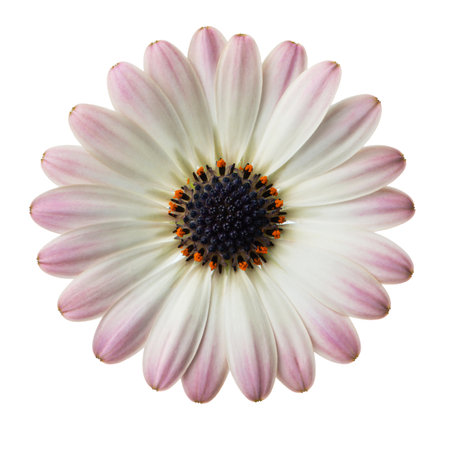 white and pink daisies on a white isolated backgroundの写真素材