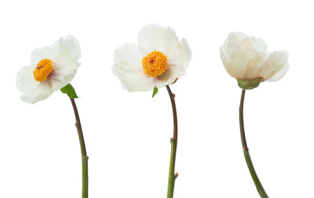 White peonies on a white isolated backgroundの写真素材