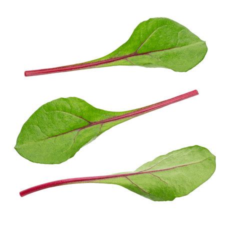 Fresh Beet Leaves with Red Stems Isolated on White Background