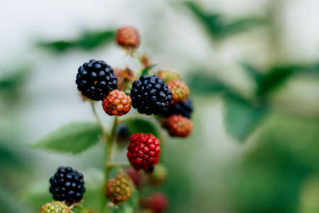 ripe blackberries on a branch with green leavesの写真素材
