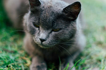 beautiful gray adult catの写真素材