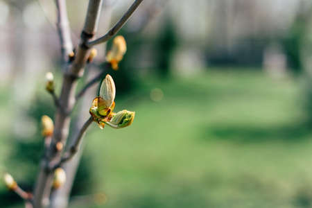 unopened kidney of chestnut green