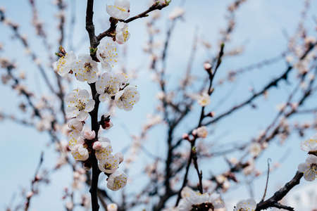 beautiful flowering branch of apricots