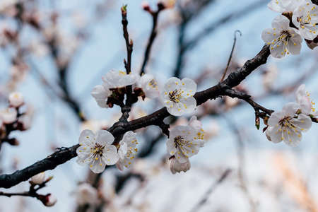 beautiful flowering branch of apricotsの写真素材