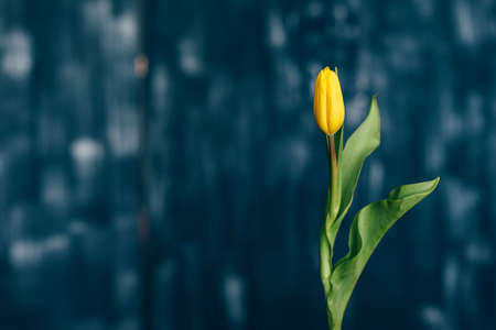 beautiful yellow and pink tulips girl holding hands on blue background