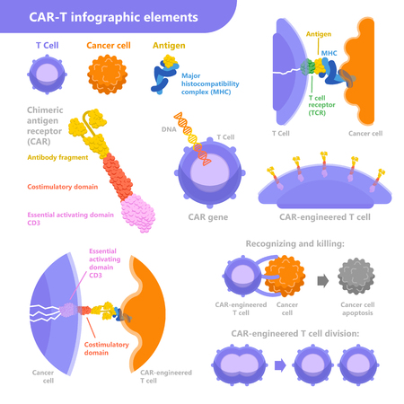CAR-T cell immunotherapy for cancer treatment.のイラスト素材