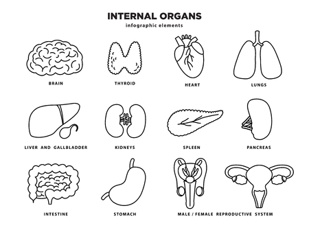 Internal organs icon set. Human organs infographic elements in line design isolated on white background. Brain, thyroid, heart, lungs, liver, kidneys, pancreas, stomach, intestine, reproductive organsのイラスト素材