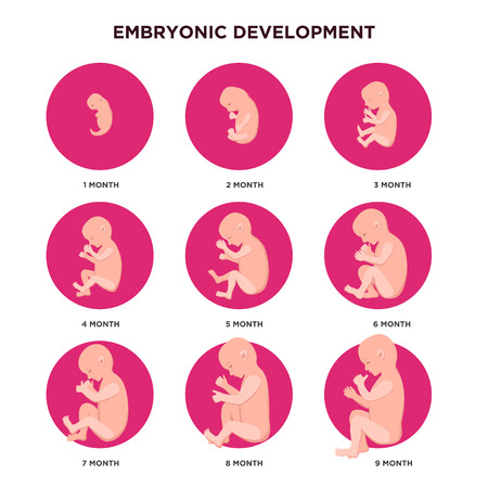 Embryo development month by month infographic elements with embryonics icons set in flat design. Pregnancy stages, fetal growth in months medical illustration isolated on white backgroundのイラスト素材