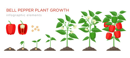 Sweet pepper plant growth stages infographic elements in flat design. Planting process of bell pepper from seeds, sprout to ripe vegetable, plant life cycle isolated illustration on white background.