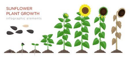 Sunflower growing process vector illustration flat design. Planting process of sunflowers. Growth stages from seed to flowering and fruit-bearing plant with yellow flowers isolated on white background.のイラスト素材