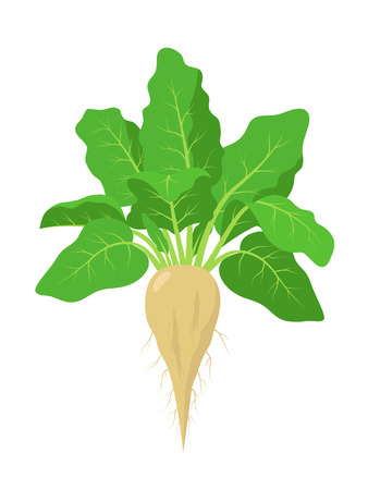 Sugar beet plant with roots, vector illustration isolated on white background. Mature sugar beet root, fruit with green foliageのイラスト素材