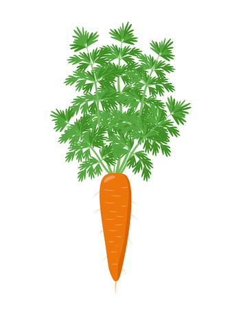 Ripe carrot plant with open with green foliage isolated on white background. Orange Carrot vector illustration in flat designのイラスト素材