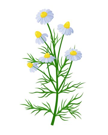 Chamomile healing flower vector medical illustration isolated on white background in flat design, infographic elements, Camomile healing herb iconのイラスト素材