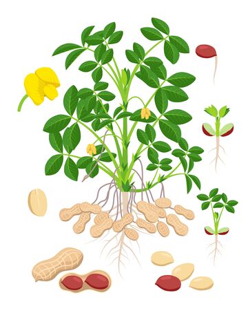 Peanut growth parts and stages - set of botanical vector illustrations in flat design isolated on white background.のイラスト素材