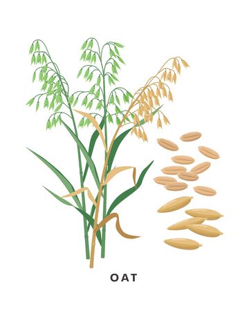 Oat cereal grass and grains - vector botanical illustration in flat design isolated on white background.のイラスト素材