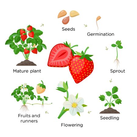 Strawberry Plant Growing Stages From Seeds Seedling Flowering Fruiting To A Mature Plant With Ripe Red Fruits Set Of Botanical Illustrations Infographic Elements In Flat Design Isolated On White موقع تصميمي
