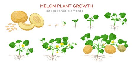 Melon plant growing stages from seeds, seedling, flowering, fruiting to a mature plant with ripe melons - set of botanical illustrations, infographic elements, flat design isolated on white background.のイラスト素材