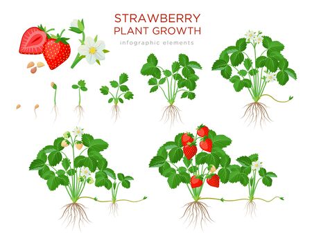 Strawberry plant growing stages from seeds, seedling, flowering, fruiting to a mature plant with ripe red fruits - set of botanical illustrations, infographic elements in flat design isolated on white.のイラスト素材