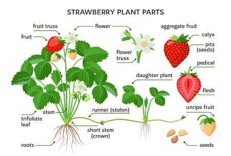 Strawberry plant parts, botanical drawings with the names of plant parts, morphology. Set of vector illustrations isolated on white background in flat designのイラスト素材