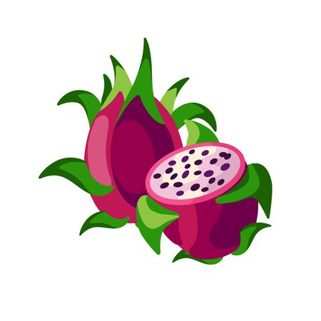 Dragon fruits vector illustration isolated on white background. Juicy tropical exotic fruit - pitaya.のイラスト素材