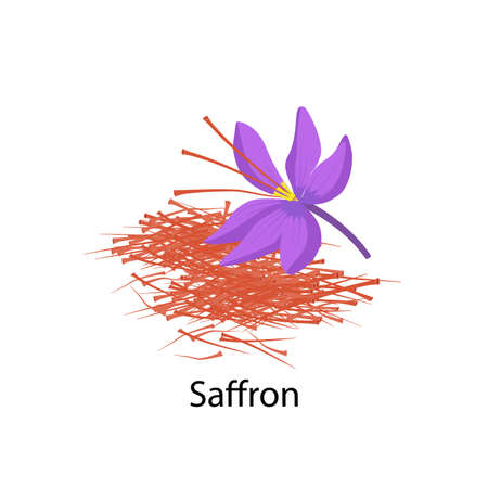 Saffron flower spice vector illustration in flat design isolated on white background. Saffron crocus vector illustration and Delicate saffron threads.のイラスト素材