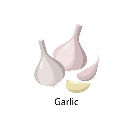 Garlic bulb vector illustration in flat design isolated on white background.のイラスト素材