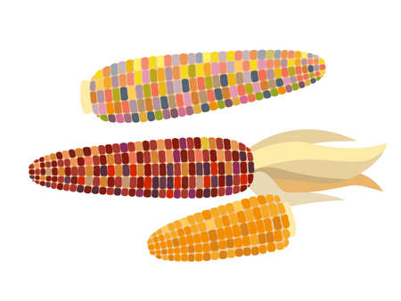 Flint corn - vector illustration in flat design isolated on white backgroundのイラスト素材