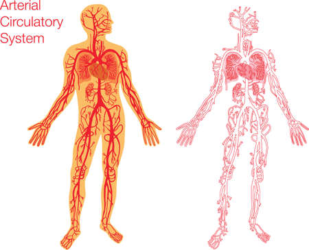 easy to edit illustration of circulatory systemのイラスト素材