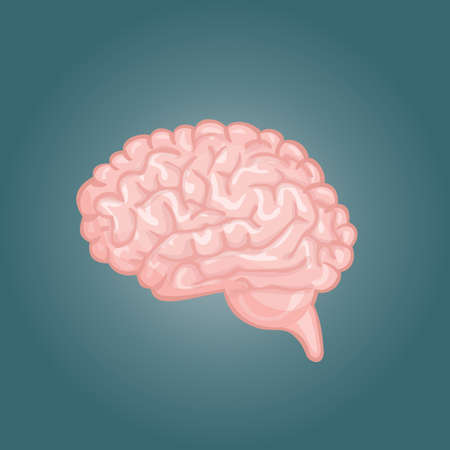 a simple drawing of the human brainのイラスト素材