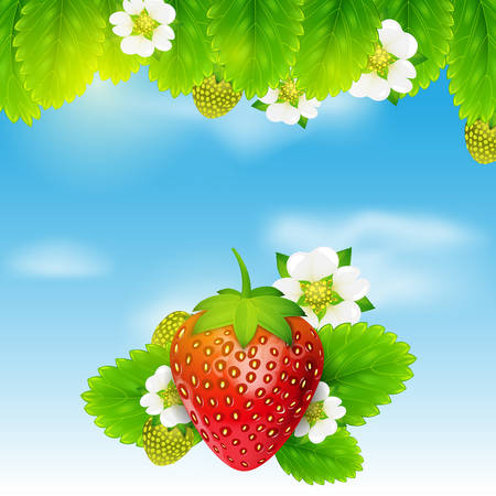 strawberryのイラスト素材