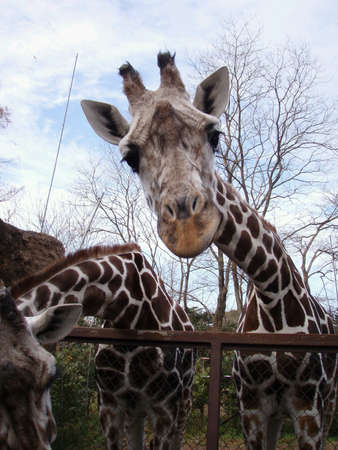 Giraffes の素材