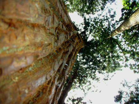 Big trees in parkの素材