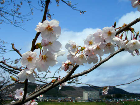Sakura at Japanの素材