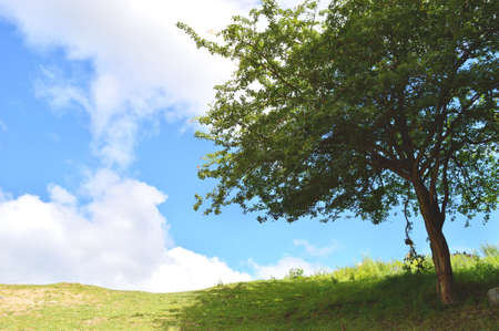 Frame of a lonely tree in a shiny dayの写真素材