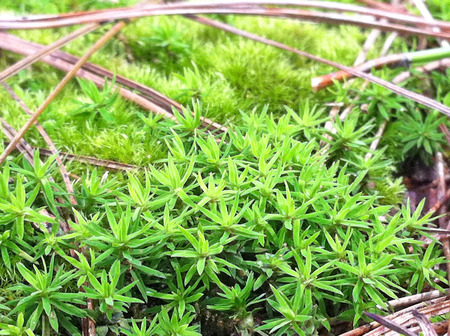 small Plants in the basketの写真素材
