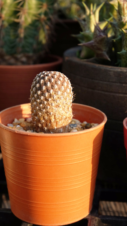 small cactus in potの写真素材