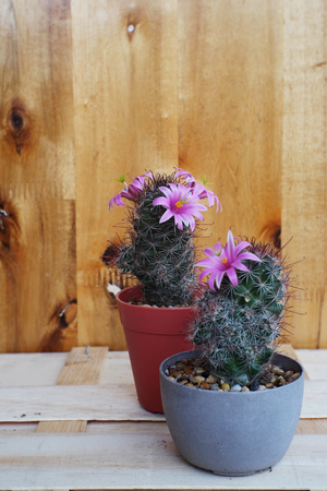 flowering cactus in potの写真素材