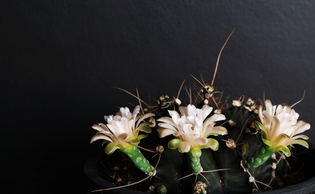 flowering gymnocactusの写真素材