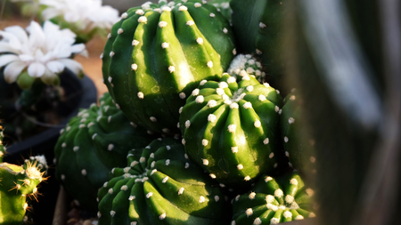 green cactusの写真素材