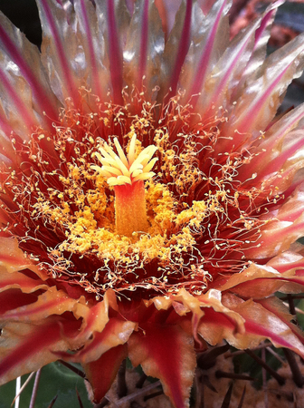flowering cactus red colorの写真素材