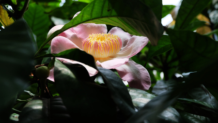 flowering lotustreeの写真素材