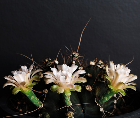 flowering gymno cactus in potの写真素材