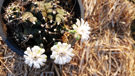 flowering gymnocactusの写真素材