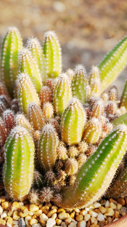 grouping small cactusの写真素材