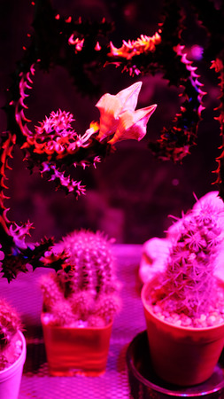 indoor cactus wit led growth light in greenhouseの写真素材