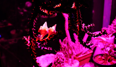 indoor cactus wit led growth light in greenhouseの写真素材