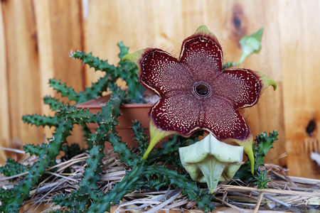 flowering succulent edithcolea grandisの写真素材